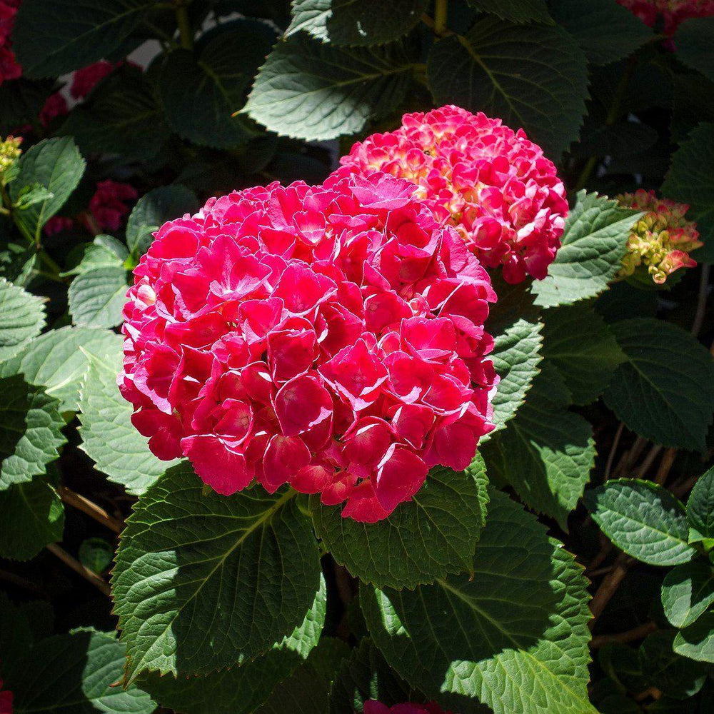 Hydrangea macrophylla 'Cardinal Red' ~ Cardinal Red Hydrangea-ServeScape