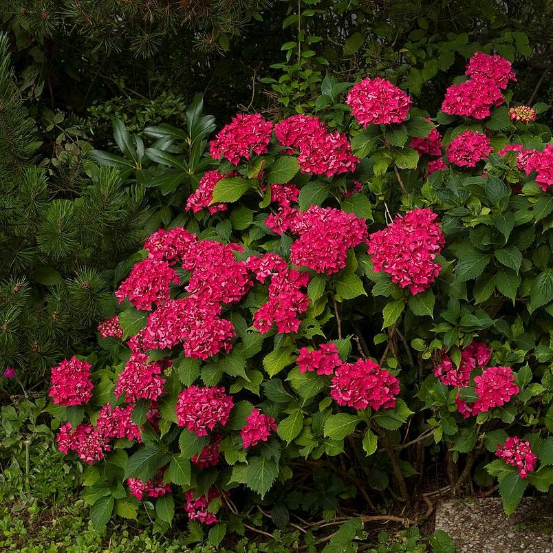 Hydrangea macrophylla 'Cardinal Red' ~ Cardinal Red Hydrangea-ServeScape