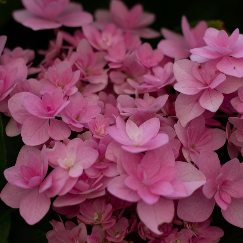 Hydrangea macrophylla 'Doublicious' ~ Doublicious Hydrangea-ServeScape