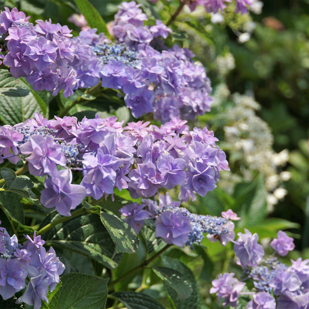 Hydrangea macrophylla 'Doublicious' ~ Doublicious Hydrangea-ServeScape
