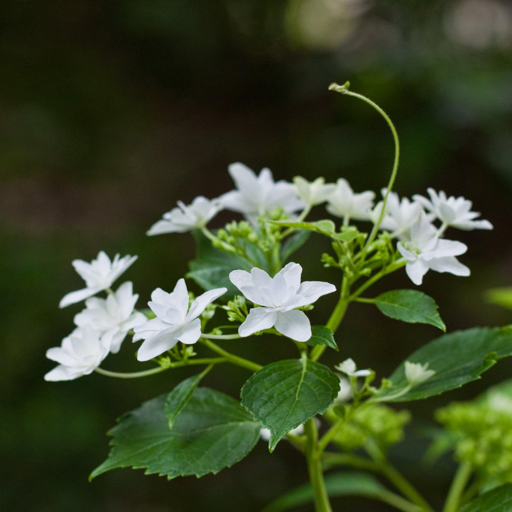 Hydrangea macrophylla 'Fuji Waterfall' ~ Fuji Waterfall Hydrangea-ServeScape