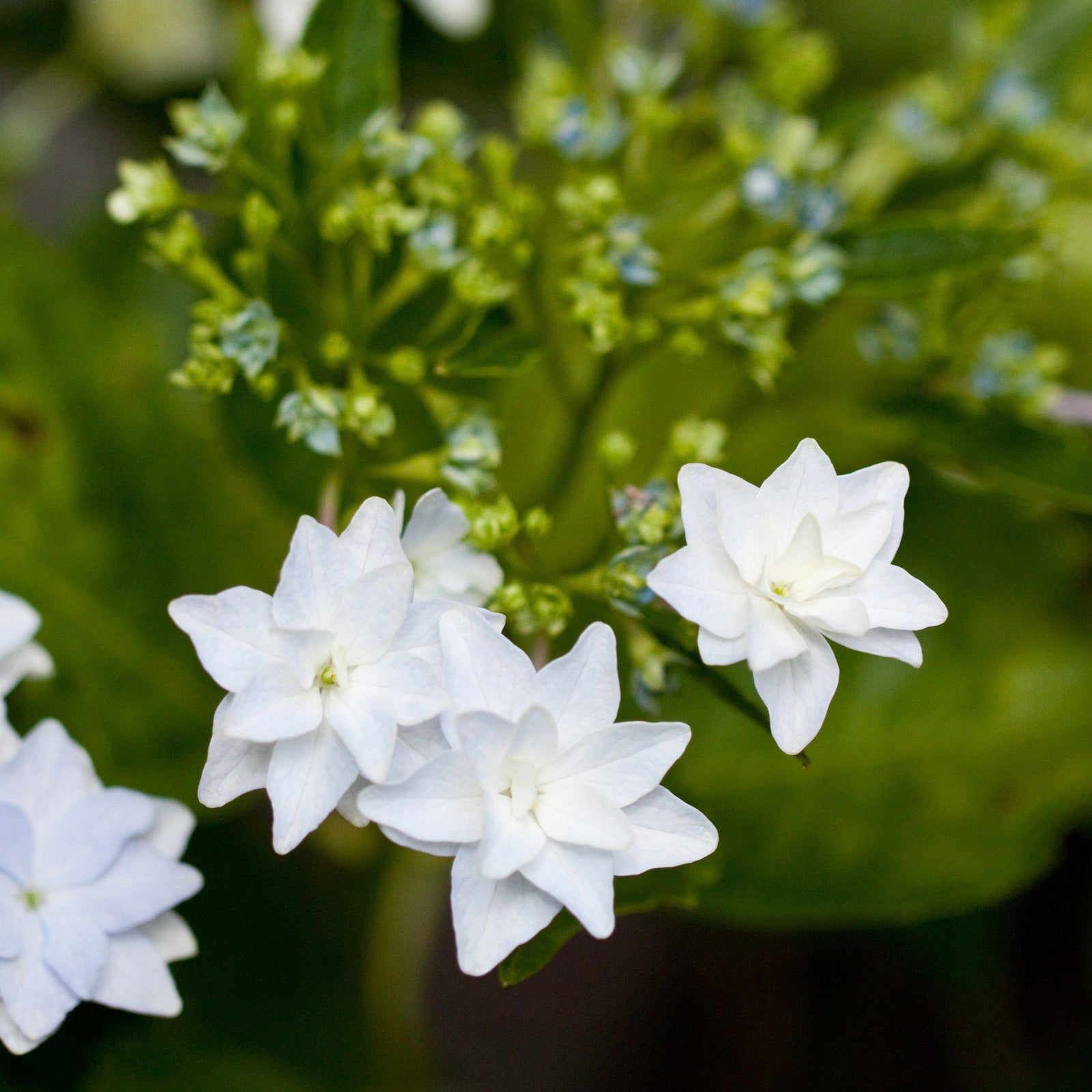 Hydrangea macrophylla 'Fuji Waterfall' ~ Fuji Waterfall Hydrangea-ServeScape