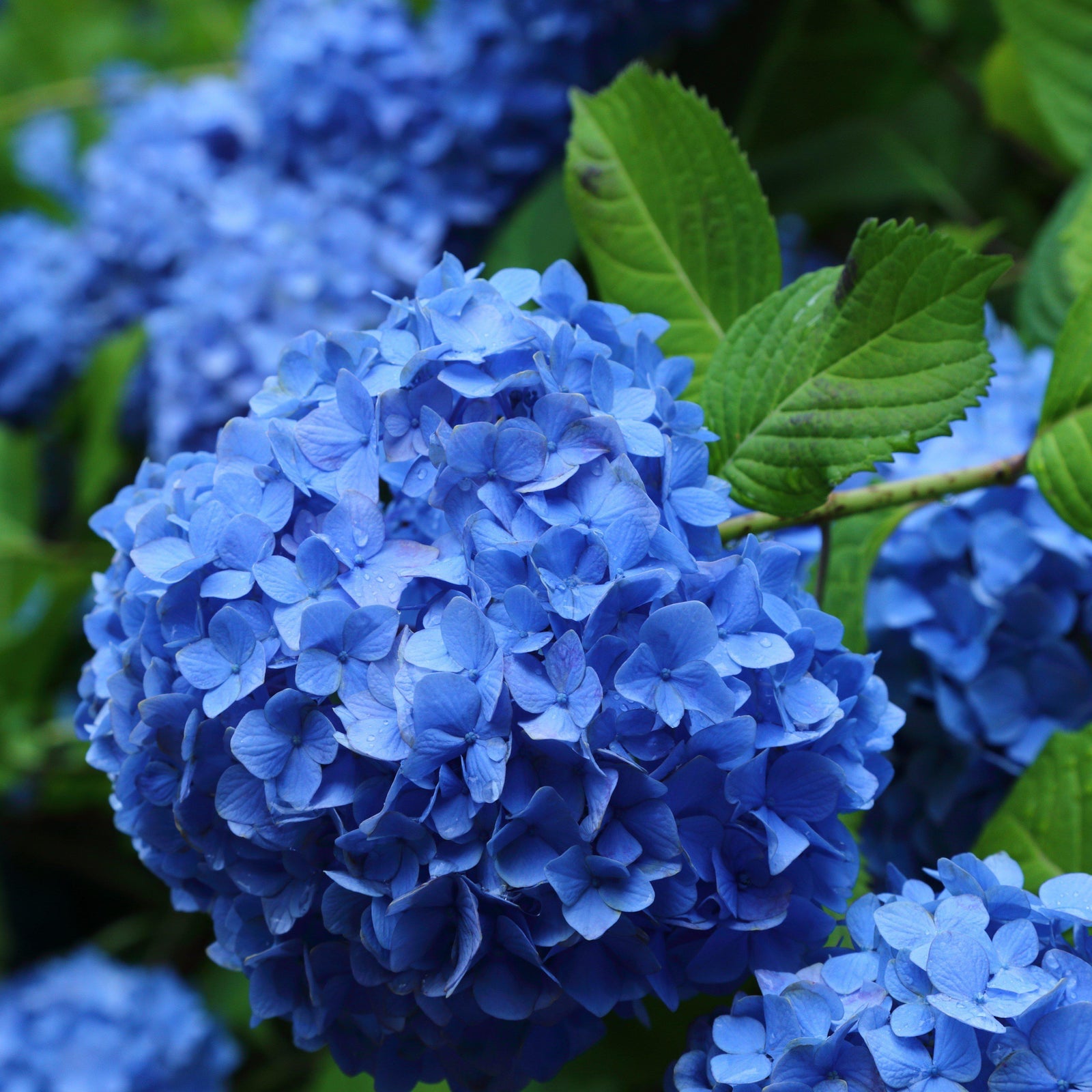 Hydrangea macrophylla 'Glory Blue'-ServeScape