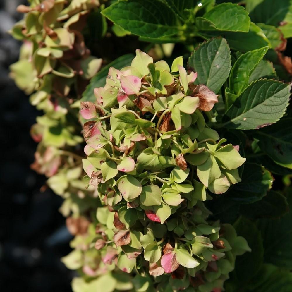 Hydrangea macrophylla 'Glowing Embers' ~ Glowing Embers Hydrangea-ServeScape
