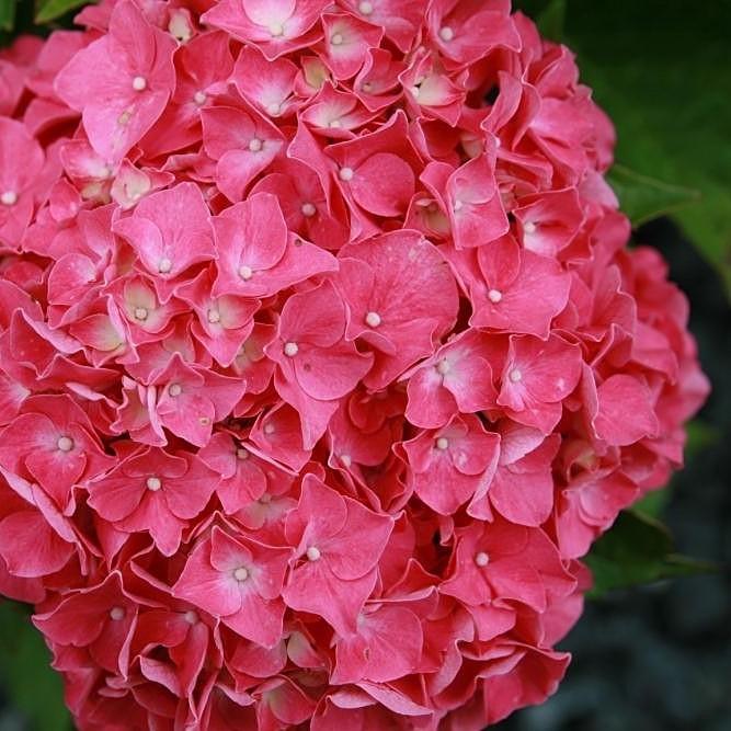 Hydrangea macrophylla 'Glowing Embers' ~ Glowing Embers Hydrangea - Delivered By ServeScape