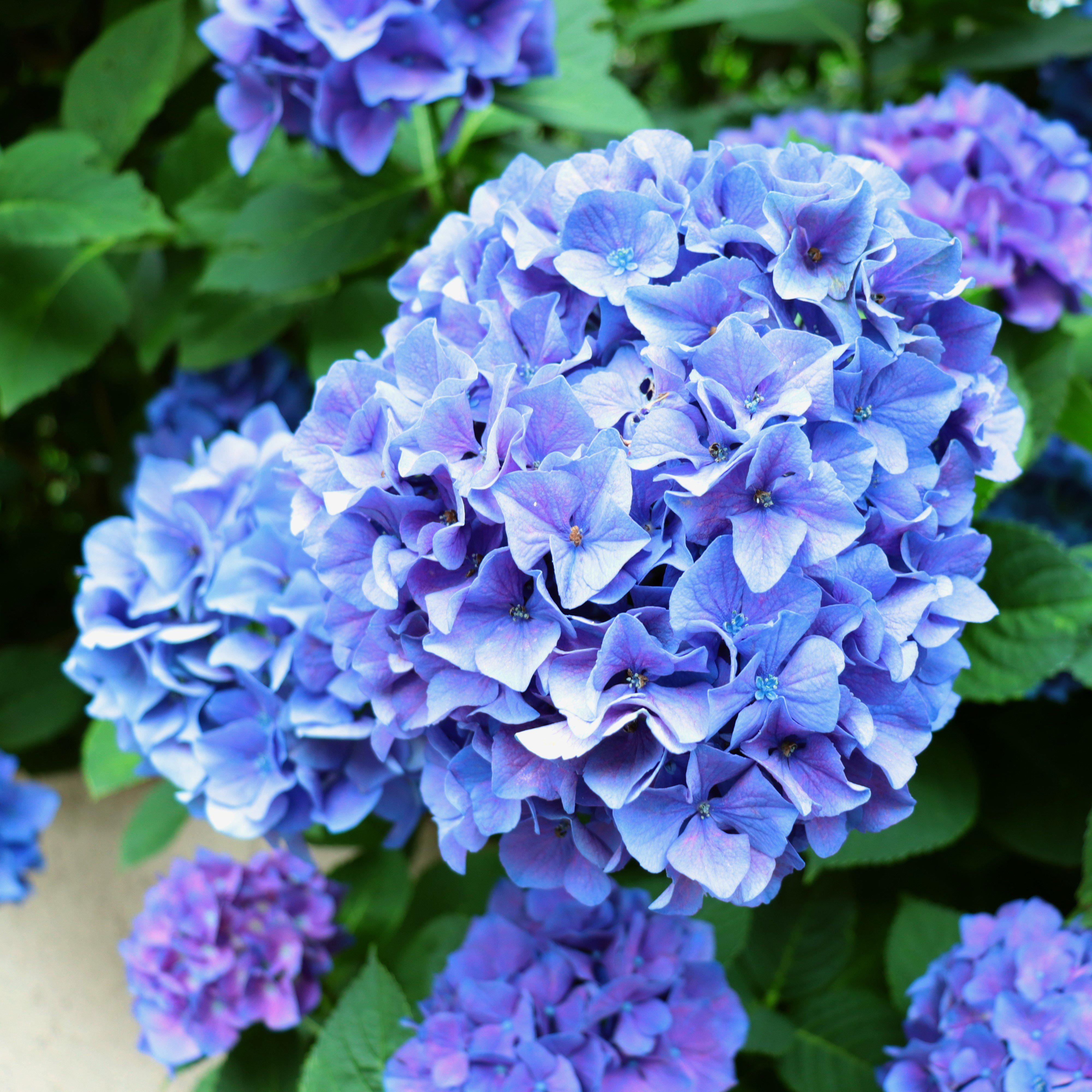 TWO- #1 Gallon Potted Nantucket Blue(TM) outlets Hydrangea (Hydrangea macrophylla 'Grenan') plant shrub