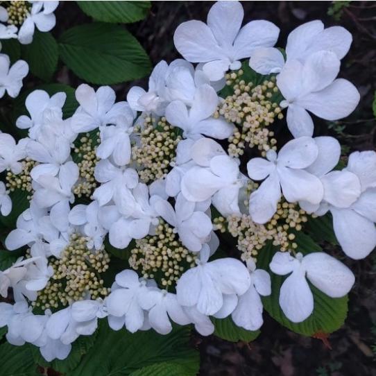 Hydrangea macrophylla 'Lady In Red' ~ Majestics® Lady in Red Hydrangea-ServeScape