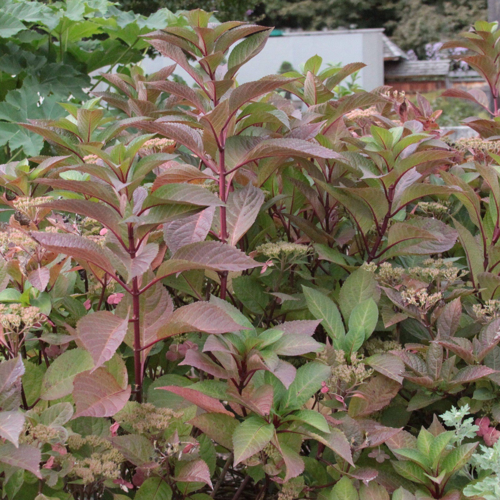 Hydrangea macrophylla 'Lady In Red' ~ Majestics® Lady in Red Hydrangea-ServeScape