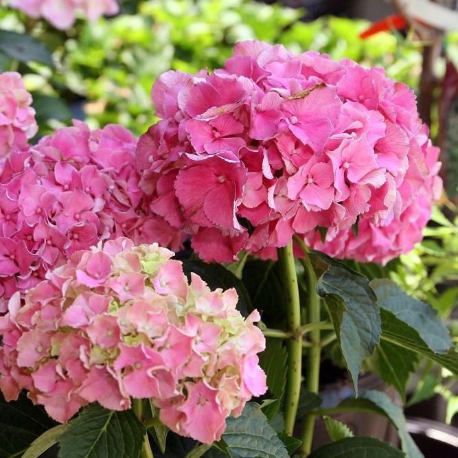 Hydrangea macrophylla 'Masja' ~ Masja Hydrangea - Delivered By ServeScape