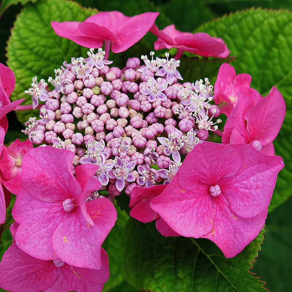 Hydrangea macrophylla 'McKay' PP 28,757 ~ Cherry Explosion Hydrangea-ServeScape