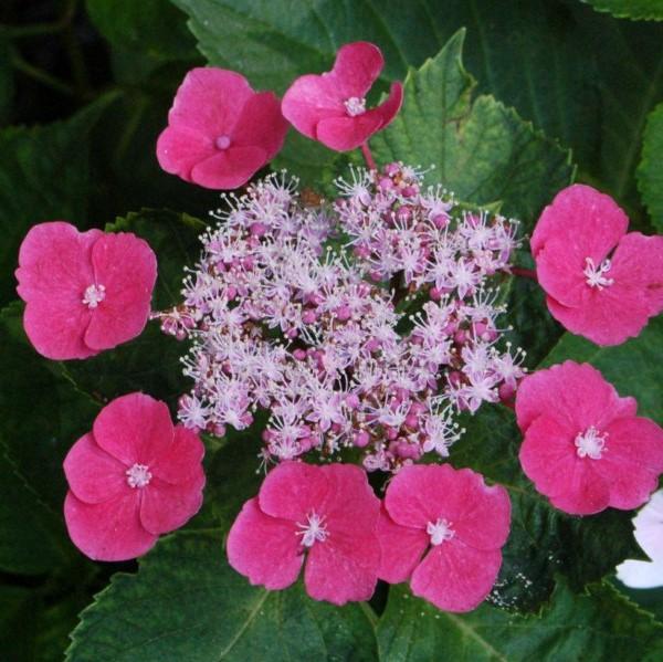 Hydrangea macrophylla 'McKay' PP 28,757 ~ Cherry Explosion Hydrangea-ServeScape