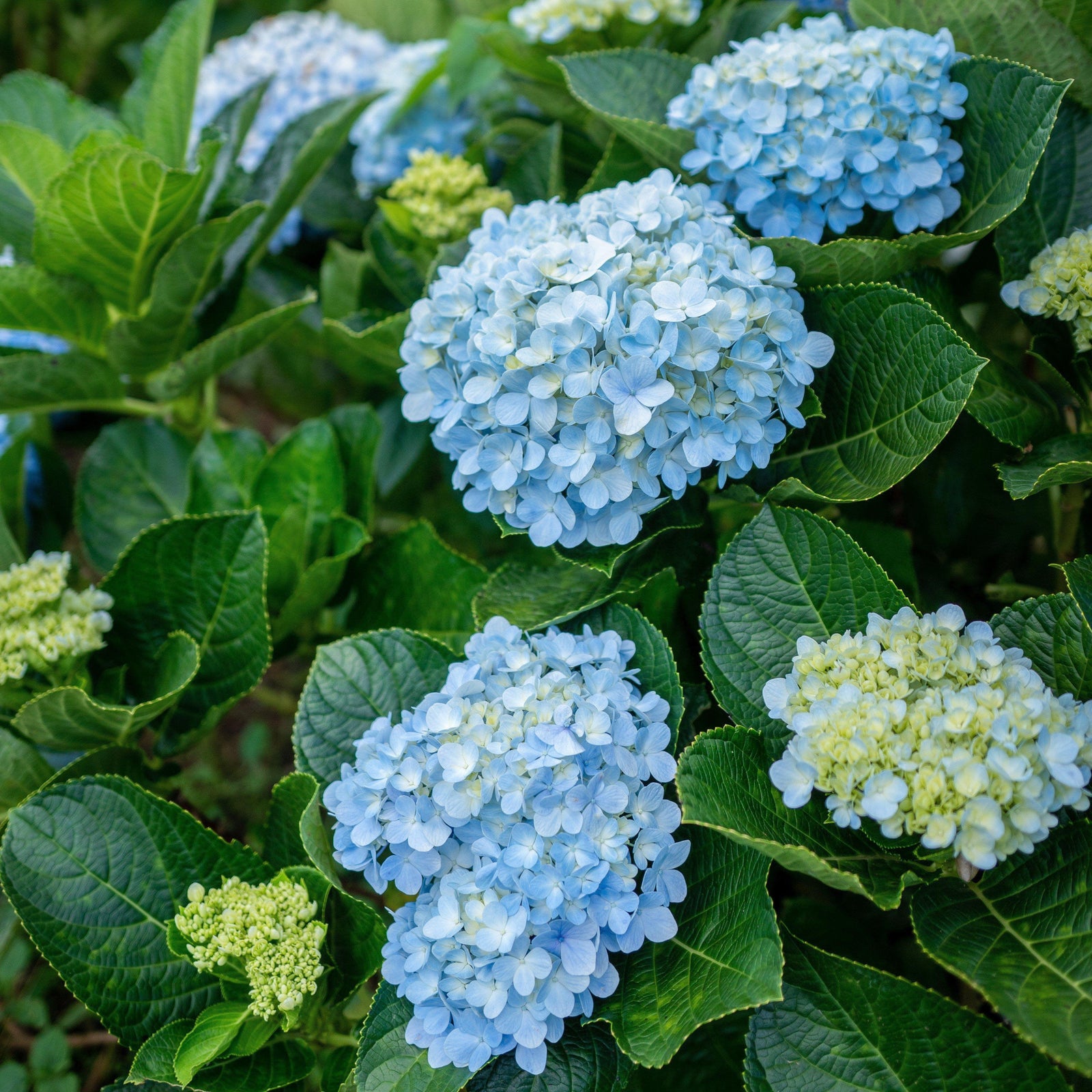 Hydrangea macrophylla 'Mini Penny' ~ Mini Penny Hydrangea - Delivered By ServeScape