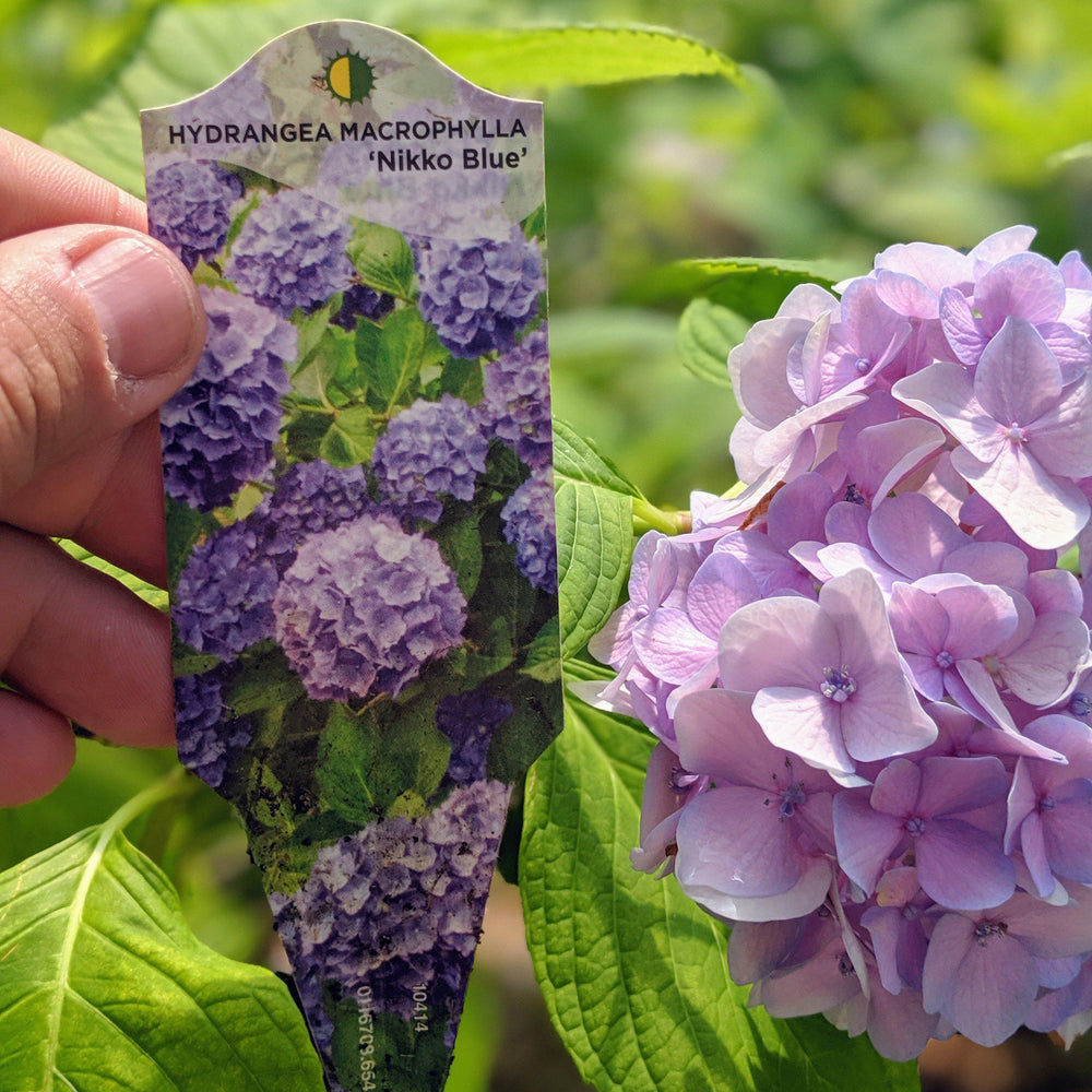 Hydrangea macrophylla 'Nikko Blue' ~ Nikko Blue Hydrangea - Delivered By ServeScape