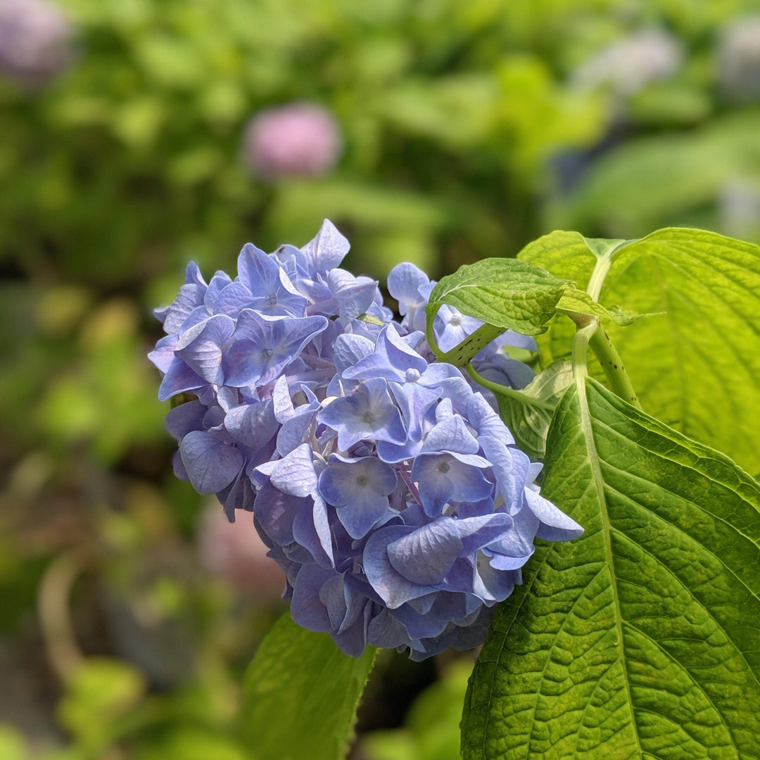 Hydrangea macrophylla 'Nikko Blue' ~ Nikko Blue Hydrangea - Delivered By ServeScape