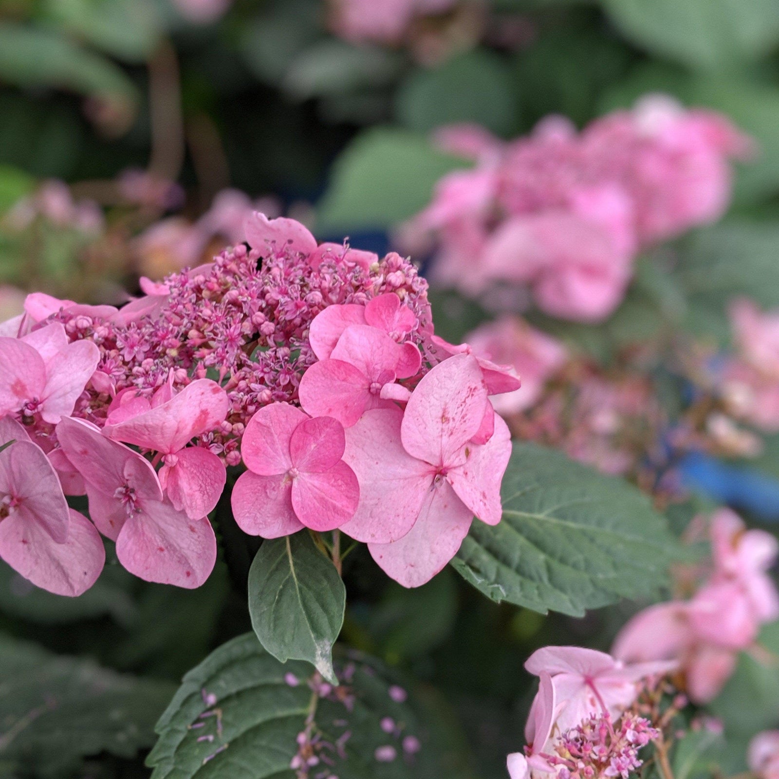 Hydrangea macrophylla 'PIIHM-I' ~ Twist N Shout™ Hydragnea - Delivered By ServeScape