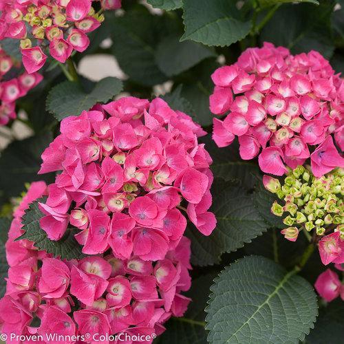 Hydrangea macrophylla 'Paris Rapa ~ Cityline® Paris Hydrangea-ServeScape