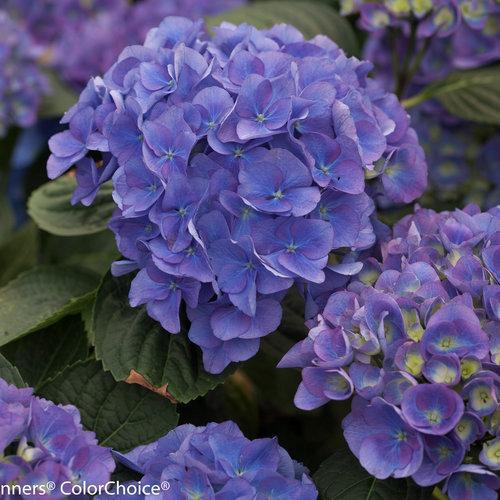 Hydrangea macrophylla 'Ragra ~ Cityline® Rio Hydrangea-ServeScape