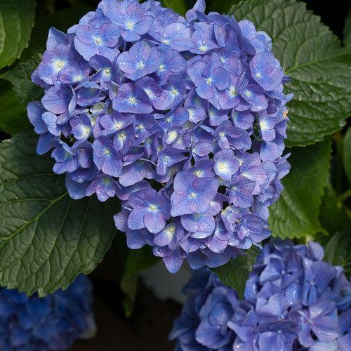 Hydrangea macrophylla 'Ragra ~ Cityline® Rio Hydrangea-ServeScape