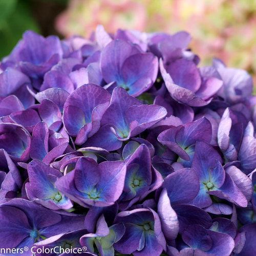 Hydrangea macrophylla 'Ragra ~ Cityline® Rio Hydrangea-ServeScape