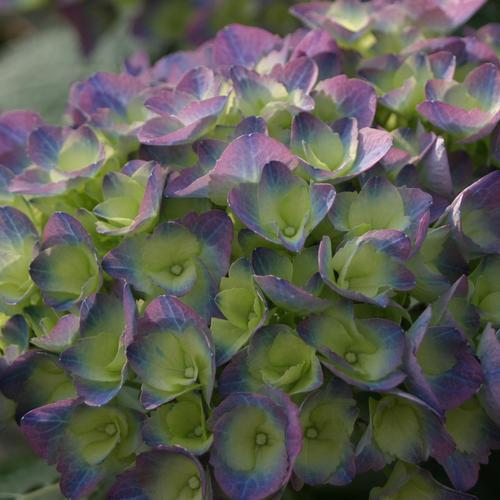 Hydrangea macrophylla 'Ragra ~ Cityline® Rio Hydrangea-ServeScape