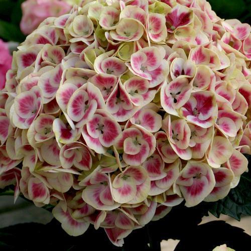 Hydrangea macrophylla 'Ramars' ~ Cityline® Mars Hydrangea-ServeScape