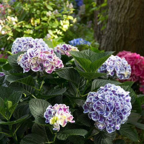Hydrangea macrophylla 'Ramars' ~ Cityline® Mars Hydrangea-ServeScape
