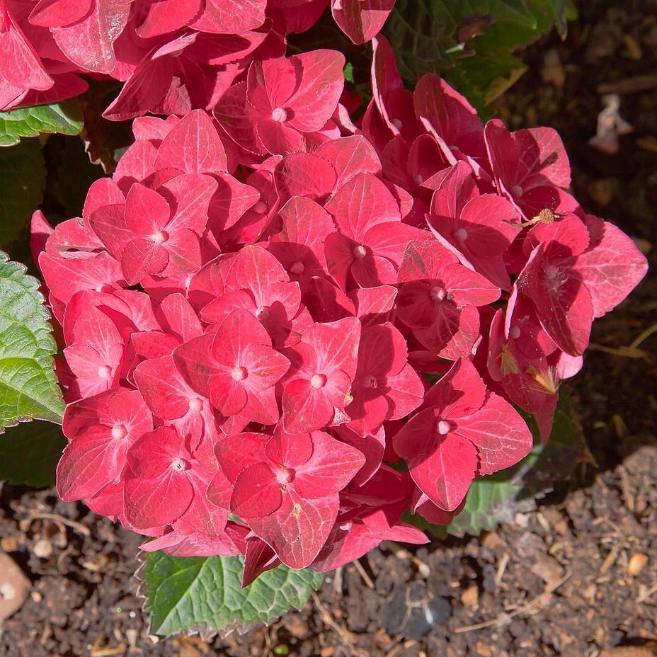 Hydrangea macrophylla 'Red Sensation' ~ Red Sensation Hydrangea-ServeScape