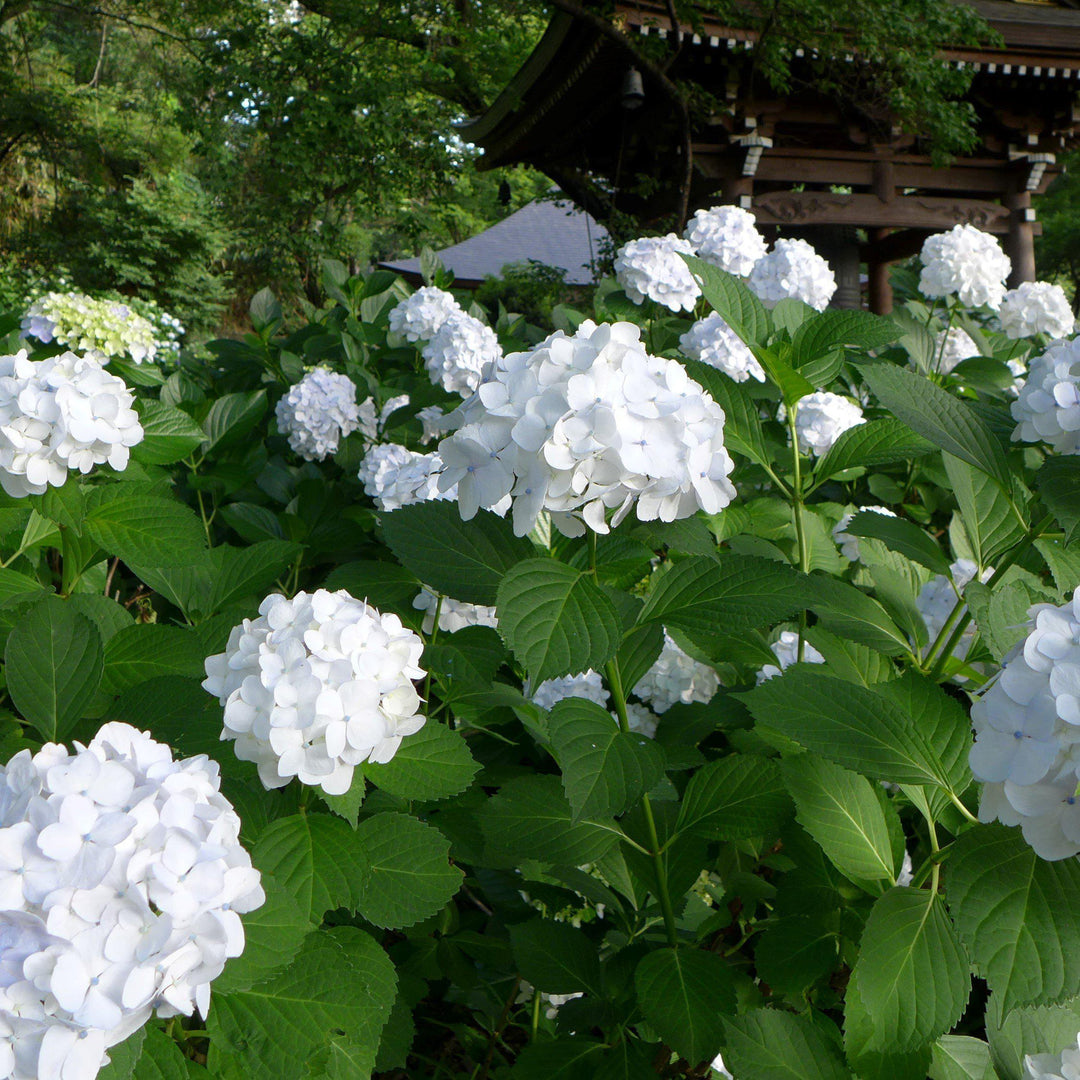 Hydrangea macrophylla 'Soeur Therese' ~ Sister Teresa Hydrangea-ServeScape