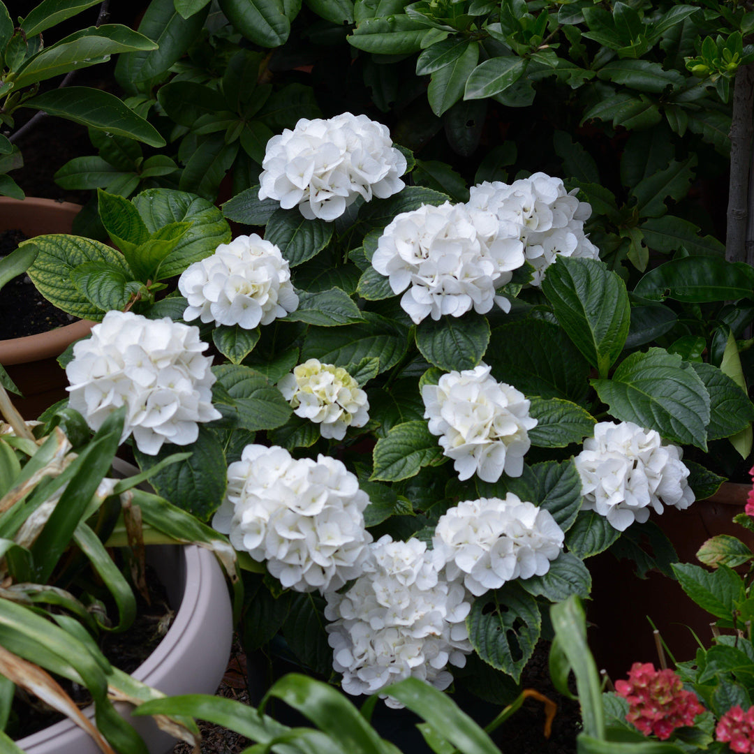 Hydrangea macrophylla 'Soeur Therese' ~ Sister Teresa Hydrangea-ServeScape