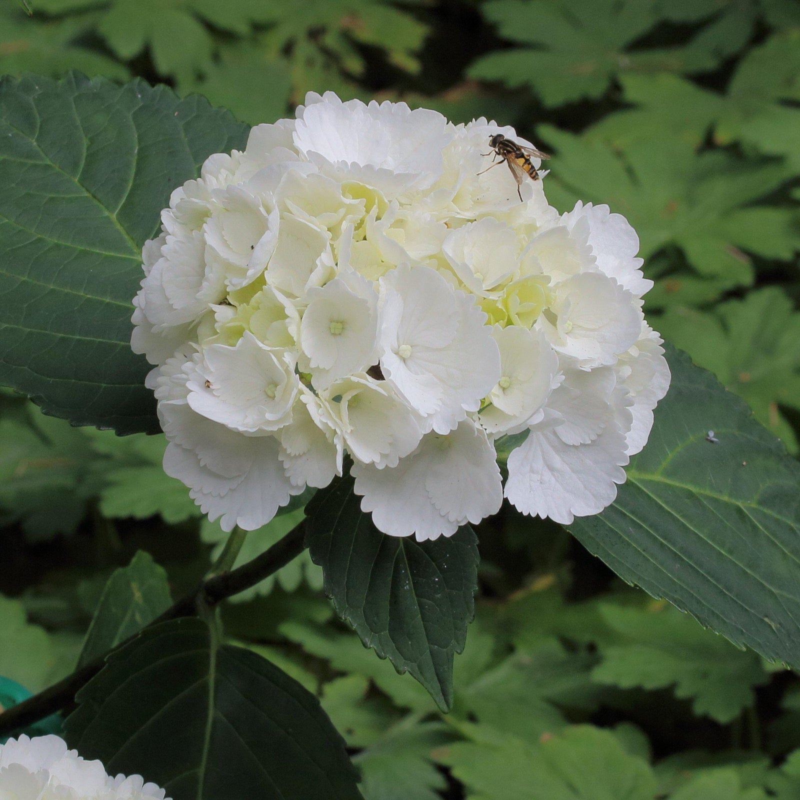 Hydrangea macrophylla 'Zebra’ ~ Onyx™ Zebra Hydrangea - Delivered By ServeScape