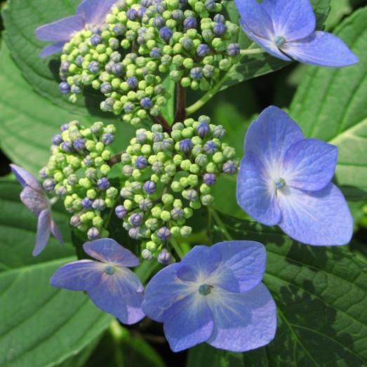 Hydrangea macrophylla 'Zorro' ~ Zorro Hydrangea-ServeScape