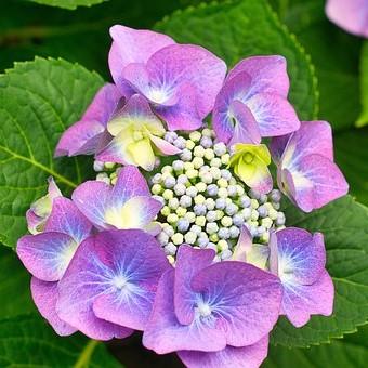 Hydrangea macrophylla 'Zorro' ~ Zorro Hydrangea-ServeScape