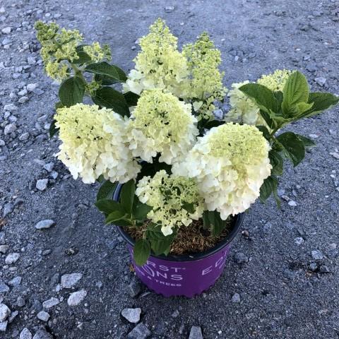 Hydrangea paniculata 'Bailpanone' PP32,549 ~ First Editions® Little Hottie® Hydrangea-ServeScape