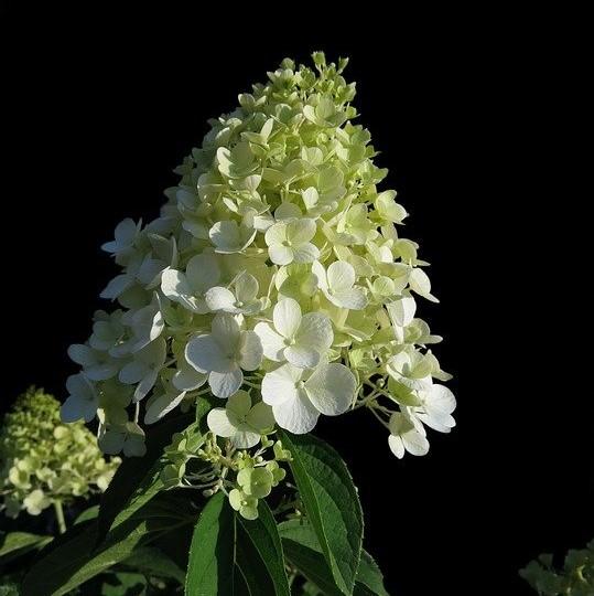 Hydrangea paniculata 'Bailpanone' PP32,549 ~ First Editions® Little Hottie® Hydrangea-ServeScape