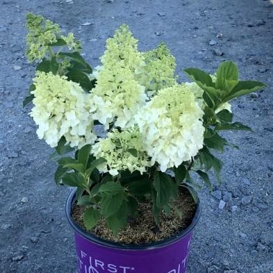 Hydrangea paniculata 'Bailpanone' PP32,549 ~ First Editions® Little Hottie® Hydrangea-ServeScape