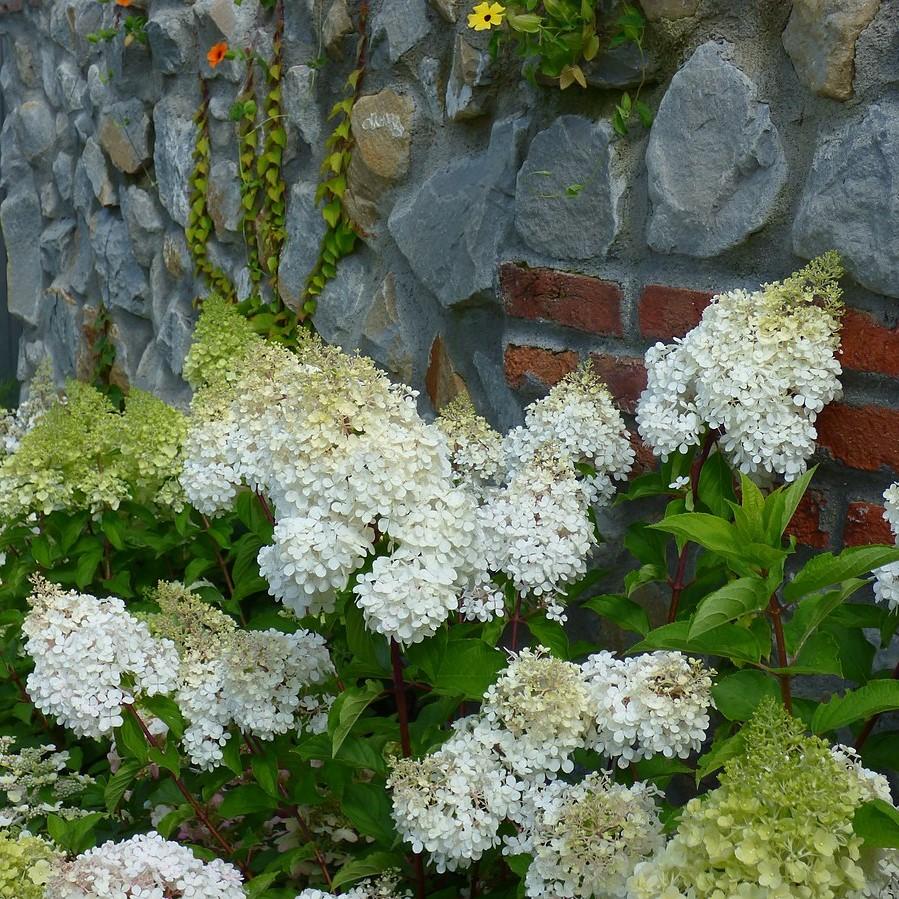 Hydrangea paniculata 'Bailpanone' PP32,549 ~ First Editions® Little Hottie® Hydrangea-ServeScape