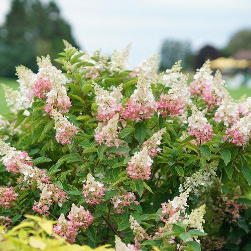 Hydrangea paniculata 'DVP PINKY' ~ Pinky Winky® Hydrangea-ServeScape