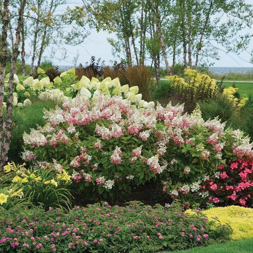 Hydrangea paniculata 'DVP PINKY' ~ Pinky Winky® Hydrangea-ServeScape