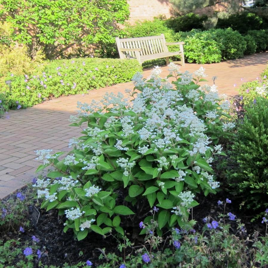 Hydrangea paniculata 'Dharuma' ~ Dharuma Hydrangea - Delivered By ServeScape