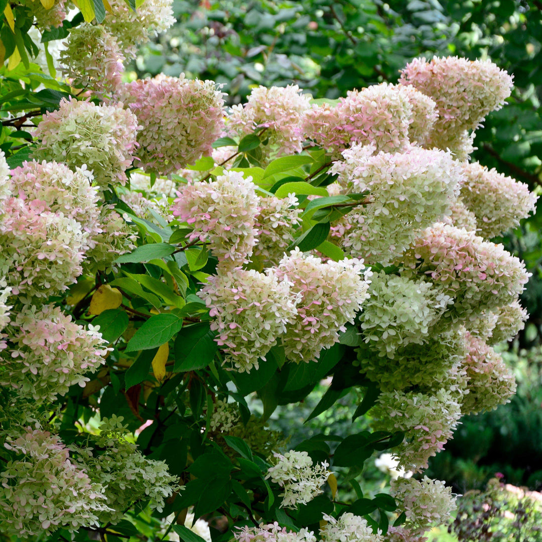 Hydrangea paniculata 'Ilvobo' ~ Bobo Hydrangea - Delivered By ServeScape