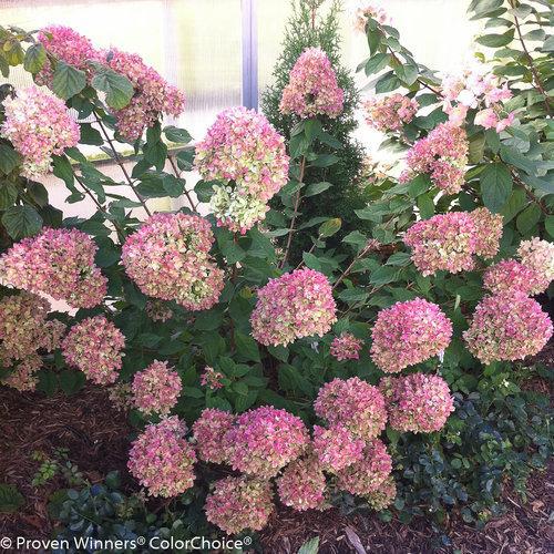 Hydrangea paniculata 'Jane' PP22,330 ~ Little Lime® Hydrangea-ServeScape