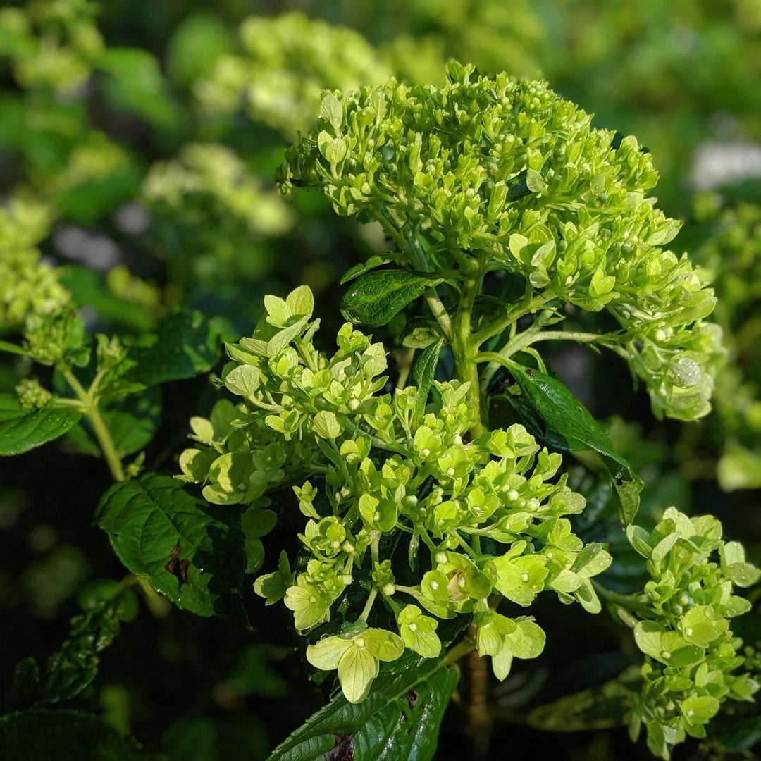 Hydrangea paniculata 'Jane' PP22,330 ~ Little Lime® Hydrangea-ServeScape