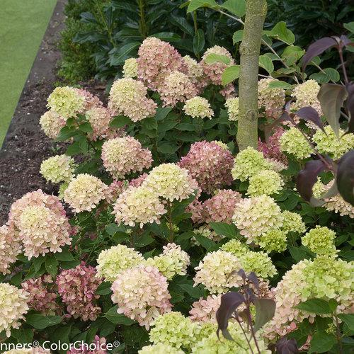 Hydrangea paniculata 'Jane' PP22,330 ~ Little Lime® Hydrangea-ServeScape