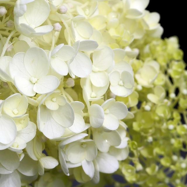 Hydrangea paniculata ‘LeeP1’ PP28973 ~ White Wedding Hydrangea-ServeScape