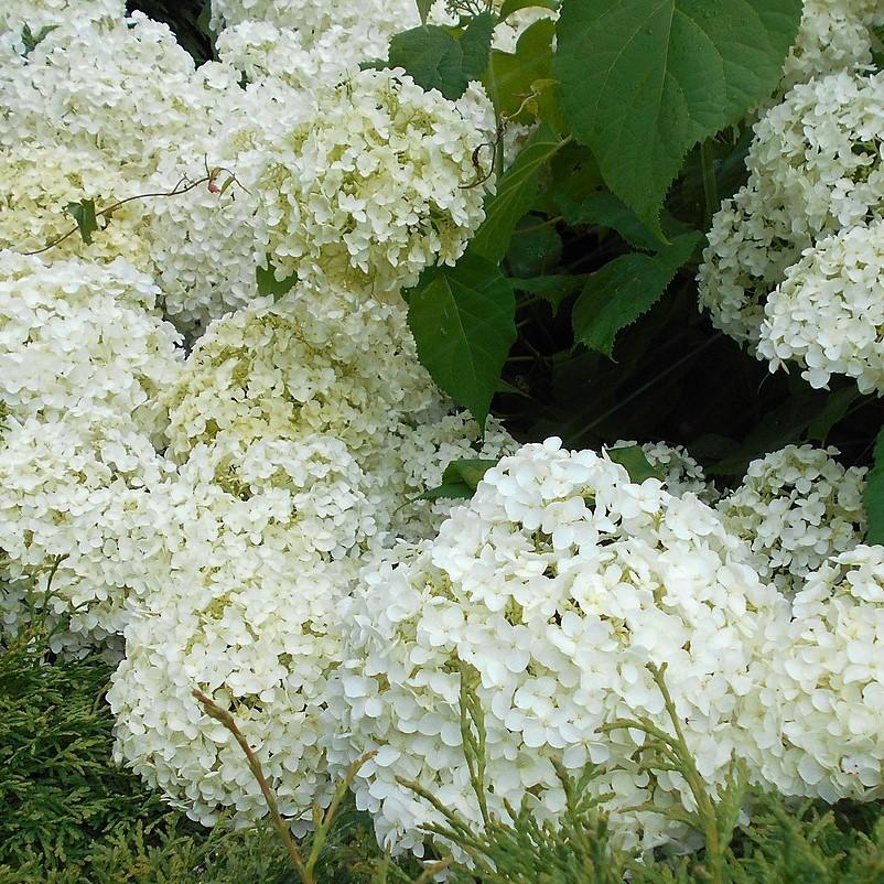 Hydrangea paniculata ‘LeeP1’ PP28973 ~ White Wedding Hydrangea-ServeScape