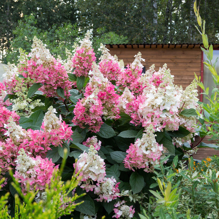 Hydrangea paniculata 'Renhy'~ Vanilla Strawberry™ Hydrangea - Delivered By ServeScape