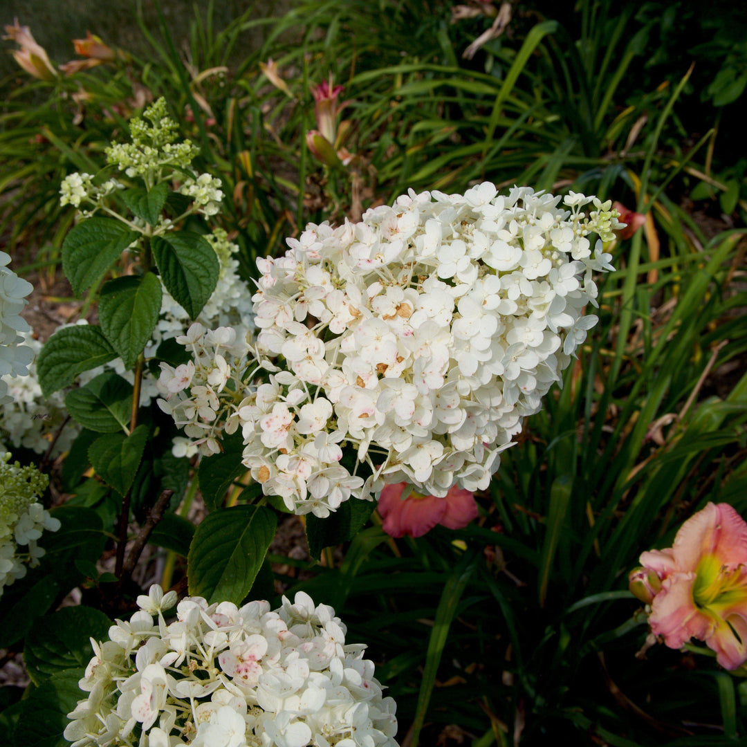 Hydrangea paniculata 'Rensun' PP 25,438 ~ Strawberry Sundae® Hydrangea-ServeScape