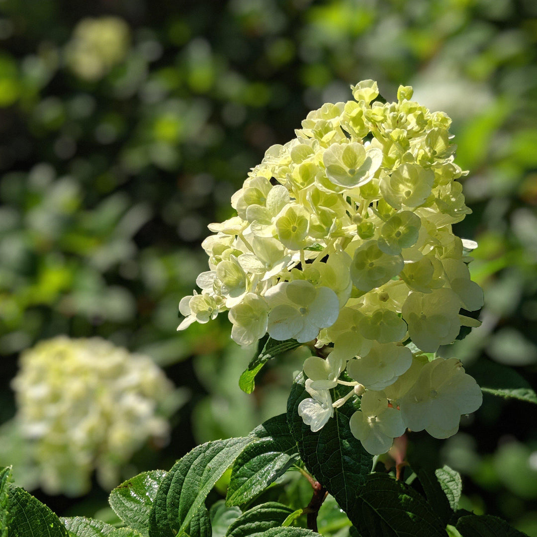 Hydrangea paniculata 'Rensun' PP 25,438 ~ Strawberry Sundae® Hydrangea - Delivered By ServeScape