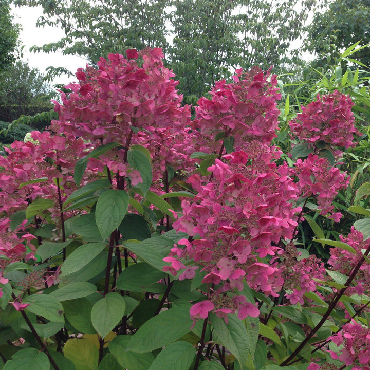 Hydrangea paniculata 'SMHPFL' PP25,135 ~ Fire Light® Hardy Hydrangea - Delivered By ServeScape