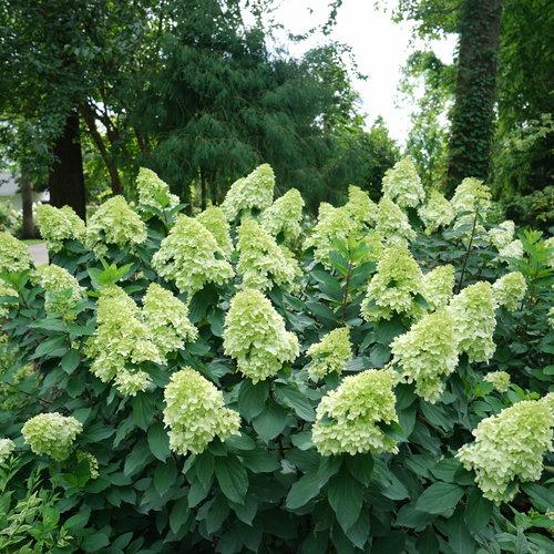 Hydrangea paniculata 'SMNHPPH' ~ Limelight Prime® Hydrangea-ServeScape